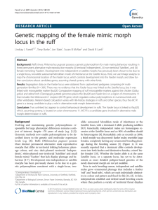 Genetic mapping of the female mimic morph locus in the ruff