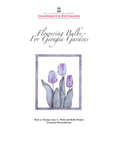 Flowering Bulbs For Georgia Gardens Extension Horticulturists