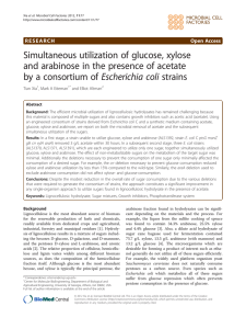 Simultaneous utilization of glucose, xylose Escherichia coli strains