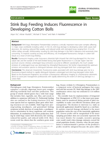 Stink Bug Feeding Induces Fluorescence in Developing Cotton Bolls Open Access