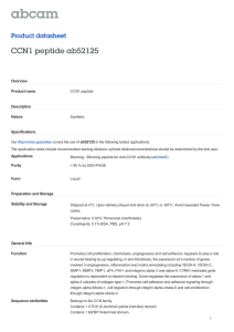 CCN1 peptide ab52125 Product datasheet Overview Product name