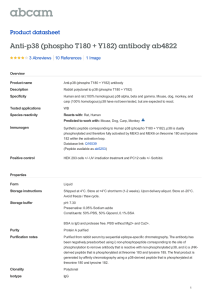 Anti-p38 (phospho T180 + Y182) antibody ab4822 Product datasheet 3 Abreviews 1 Image