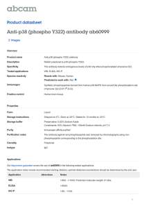 Anti-p38 (phospho Y322) antibody ab60999 Product datasheet 2 Images Overview