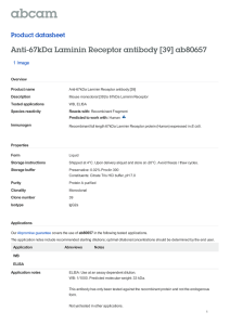 Anti-67kDa Laminin Receptor antibody [39] ab80657 Product datasheet 1 Image Overview