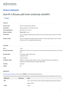 Anti-PI 3 Kinase p85 beta antibody ab62901 Product datasheet 3 Images Overview