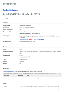 Anti-RASGEF1B antibody ab168323 Product datasheet 1 Image