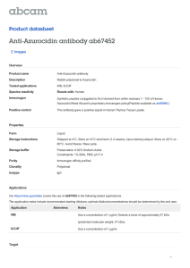 Anti-Azurocidin antibody ab67452 Product datasheet 2 Images Overview