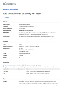 Anti-Doublecortin antibody ab153668 Product datasheet 3 Images Overview