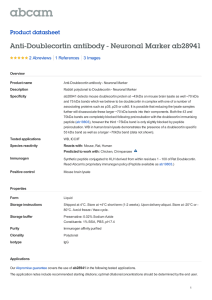 Anti-Doublecortin antibody - Neuronal Marker ab28941