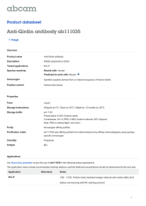 Anti-Girdin antibody ab111035 Product datasheet 1 Image