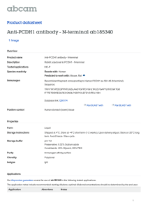 Anti-PCDH1 antibody - N-terminal ab185340 Product datasheet 1 Image