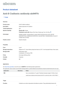 Anti-R Cadherin antibody ab84976 Product datasheet 1 Image