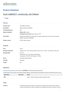 Anti-AMIGO1 antibody ab154664 Product datasheet 1 Image