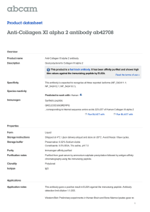 Anti-Collagen XI alpha 2 antibody ab42708 Product datasheet