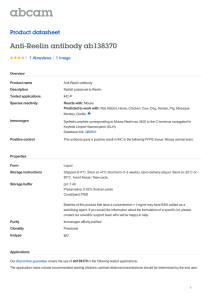 Anti-Reelin antibody ab138370 Product datasheet 1 Abreviews 1 Image