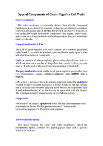 Special Components of Gram-Negative Cell Walls