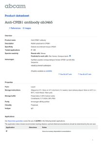 Anti-CPEB1 antibody ab3465 Product datasheet 1 References 8 Images