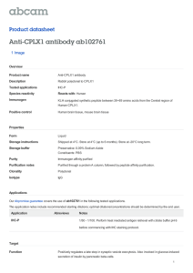 Anti-CPLX1 antibody ab102761 Product datasheet 1 Image Overview