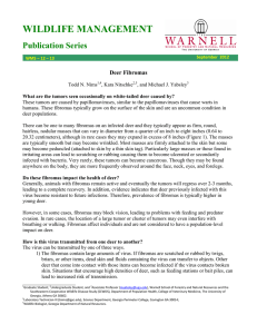WILDLIFE MANAGEMENT Publication Series  Deer Fibromas