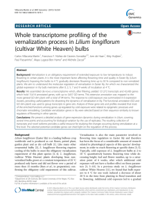 Whole transcriptome profiling of the vernalization process in Lilium longiflorum