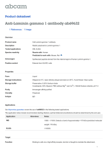 Anti-Laminin gamma 1 antibody ab69632 Product datasheet 1 References 1 Image