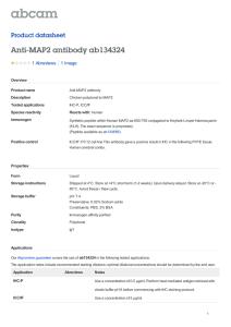 Anti-MAP2 antibody ab134324 Product datasheet 1 Abreviews 1 Image