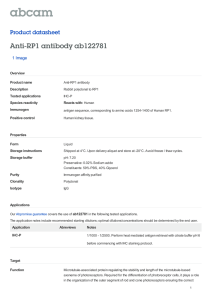 Anti-RP1 antibody ab122781 Product datasheet 1 Image Overview