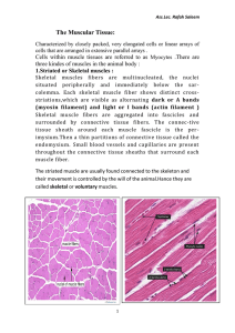 The Muscular Tissue: