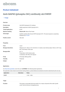 Anti-GAP43 (phospho S41) antibody ab194929 Product datasheet 1 Image Overview