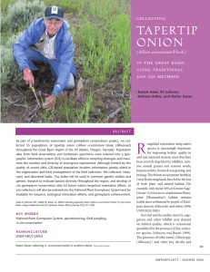 R TAPERTIP ONION collecting