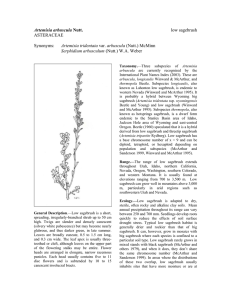 Artemisia arbuscula  low sagebrush ASTERACEAE