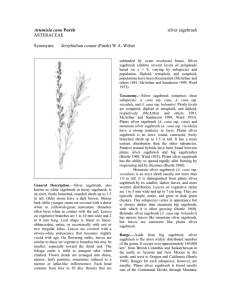 Artemisia cana  silver sagebrush ASTERACEAE
