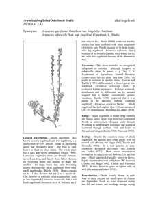 Artemisia longiloba  alkali sagebrush ASTERACEAE