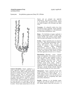 Artemisia pygmaea  pygmy sagebrush ASTERACEAE
