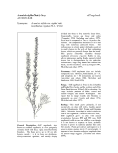 Artemisia rigida sagebrush ASTERACEAE