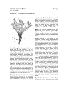 Artemisia spinescens  budsage ASTERACEAE