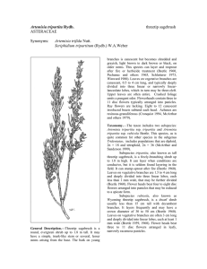 Artemisia tripartita  threetip sagebrush ASTERACEAE