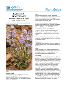 Plant Guide PALMER’S PENSTEMON