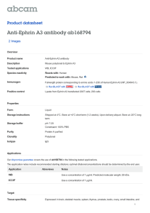 Anti-Ephrin A3 antibody ab168794 Product datasheet 2 Images