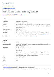 Anti-Musashi 1 / Msi1 antibody ab21628 Product datasheet 7 Abreviews 3 Images