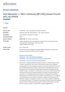 Anti-Musashi 1 / Msi1 antibody [EP1302] (Alexa Fluor®