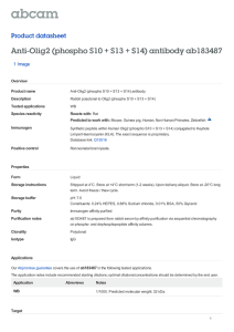Anti-Olig2 (phospho S10 + S13 + S14) antibody ab183487