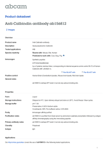 Anti-Calbindin antibody ab156812 Product datasheet 2 Images