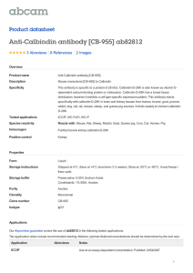 Anti-Calbindin antibody [CB-955] ab82812 Product datasheet 3 Abreviews 2 Images