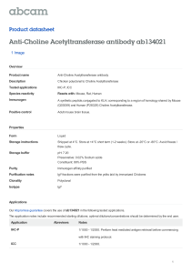 Anti-Choline Acetyltransferase antibody ab134021 Product datasheet 1 Image Overview