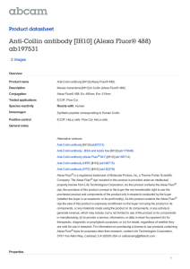 Anti-Coilin antibody [IH10] (Alexa Fluor® 488) ab197531