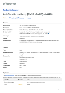 Anti-Tubulin antibody [DM1A +DM1B] ab44928 Product datasheet 7 Abreviews 5 Images