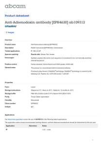Anti-Adrenodoxin antibody [EPR4630] ab109312 Product datasheet 2 Images Overview