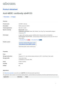 Anti-MSX1 antibody ab49153 Product datasheet 1 Abreviews 2 Images
