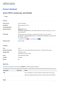 Anti-CRY2 antibody ab102542 Product datasheet 1 Image